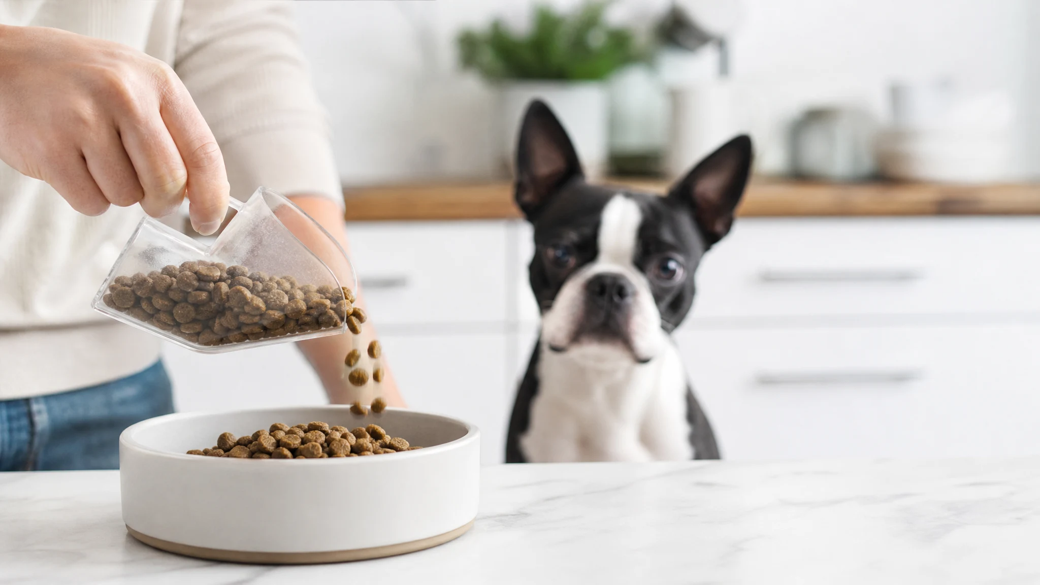 How Much to Feed a Boston Terrier: Feeding Chart by Age and Weight